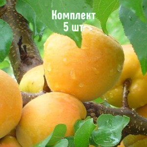 Комплект 5шт / Абрикос Хонобах