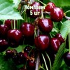 Комплект 5шт / Черешня Ариадна: фото и описание