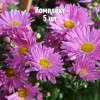 Комплект 5шт / Хризантема Звезда Подмосковья: фото и описание