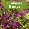 Клематис Сёдертелье (Sodertalje) -  5 шт.: фото и описание