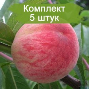 Комплект 5шт / Персик Посол Мира