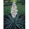 Саженцы юкки Нитчатая (Yucca filamentosa)  -  5 шт.