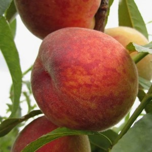 Персик Франт